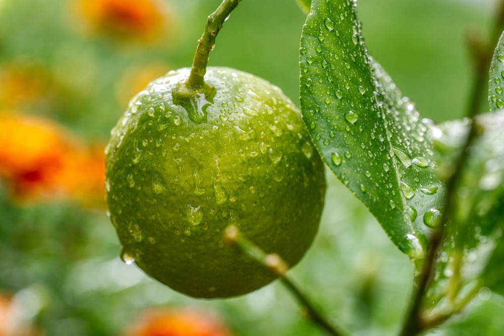 ruyada limon agaci gormek ne anlama gelmektedir